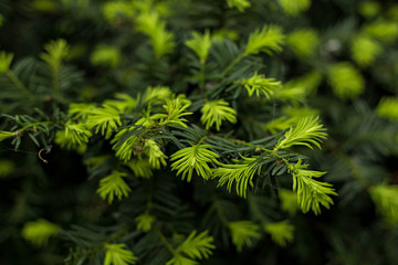 Young fir-tree in the spring. coniferous background. Germany, Bremen.