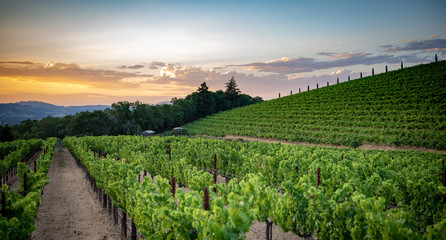 Wine grape vineyard at sunset