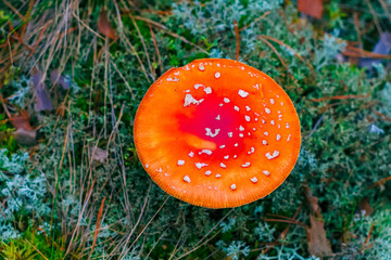 Amanita Muscaria poisonous mushroom