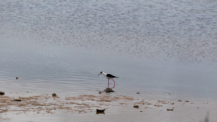 Exotic birds living in a lagoon near Las Salinas, Mallorca.