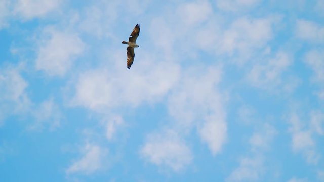 In this slow motion close up footage you can see how an American kestrel (sparrow hawk) flies in the sky. It is a perfect shot for nature documentary or topics related to freedom, travel.