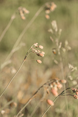 Beautiful wild pink flowers on the green grass background. Amazing summer texture. Belorussian nature summer landscape.