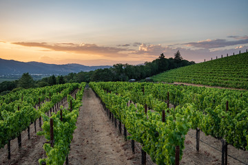 Summer wine grape vineyard at sunset