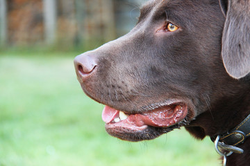 Nahaufnahme eines braunen Labradors mit bernsteinfarbenen Augen und offener Schnauze