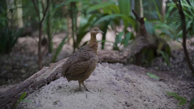 Red-winged tinamou in Brazil.