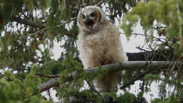 Juvenile Great Horned Owl perched in a tree at Yellow Stone National Park.