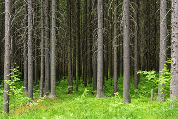 Naklejka premium Wild pine forest background in summer day