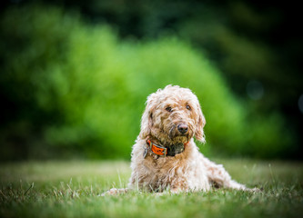 The Golden Labradoodle
