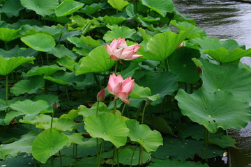 nénuphars roses,dans bassin d'eau