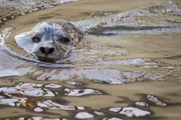 Naklejka premium Szef foki w stawie parku