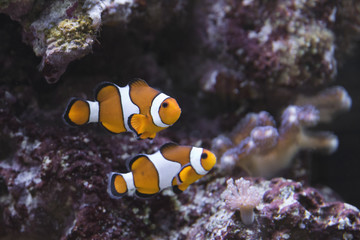 Fototapeta na wymiar underwater tropical fish