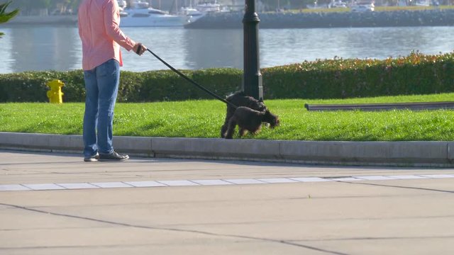 Man is walking with dogs. Dog walker with two dogs in a big city. Owner and two black dog walking in the city.