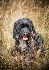 The Tibetan Terrier