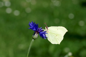 zitronenfalter vor grünem hintergrund