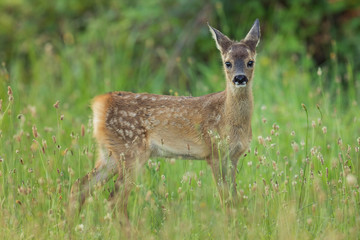 little fawn of deer in a field 