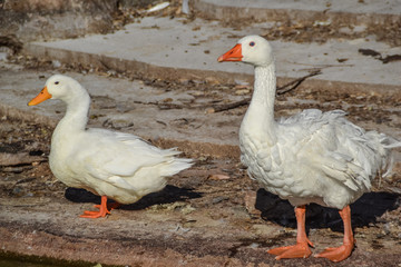 Goose