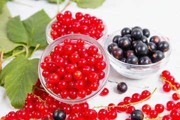 leaves and berries of black and red currant