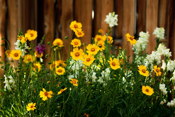 Coreopsis and Snapdragon Flowers