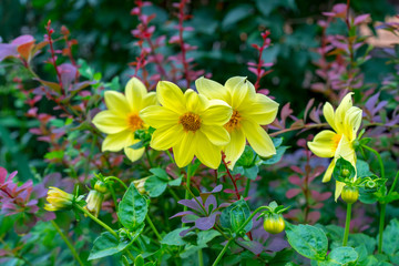 yellow flowers of dahlia with red berberis