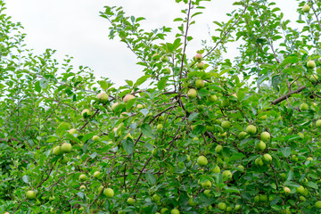twigs of apple tree with fruits