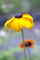 Jeż&oacute;wka ż&oacute;łta