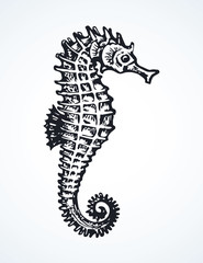 Fototapeta premium Sea Horse. Vector drawing