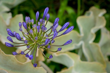Purple Lily of the Nile Flower