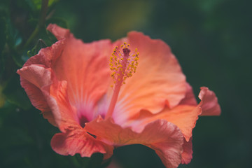 Orange Hibiscus Flower Close up