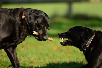 Two black Labradors playing with a stick
