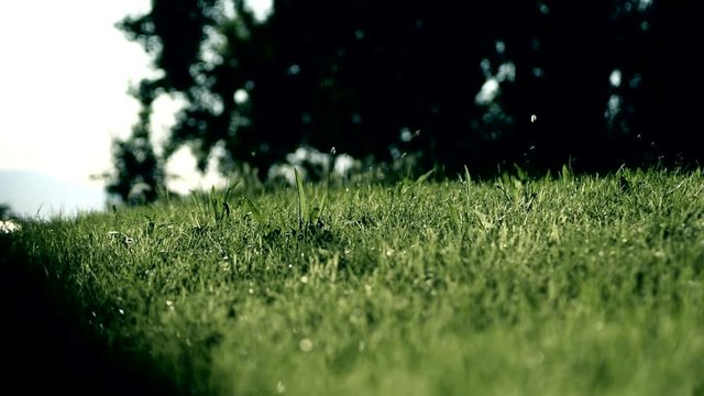 A close-up shot of a grassy hill, some flies can be seen buzzing in the background.