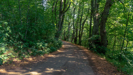 Fototapeta na wymiar Summer forest path.