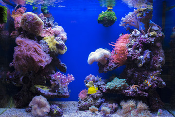 Naklejka na ściany i meble underwater tropicalfish