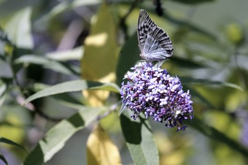 One butterfly sucking the nectar of the flowers of a Buddleia (Buddleja alternifolia)