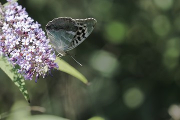 One butterfly sucking the nectar of the flowers of a Buddleia (Buddleja alternifolia)