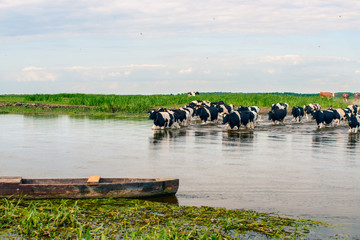Obraz premium Biebrza Natural Park - cows crossing river in small willage Brzostow 