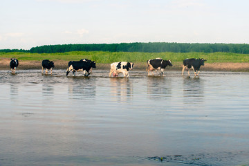 Biebrza Natural Park  - cows crossing river in small willage Brzostow 