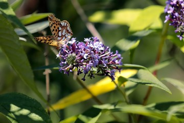 Malachite Butterfly (Siproeta stelenes)sucking the nectar of the flowers of a Buddleia (Buddleja alternifolia)