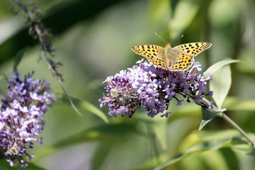 Malachite Butterfly (Siproeta stelenes)sucking the nectar of the flowers of a Buddleia (Buddleja alternifolia)