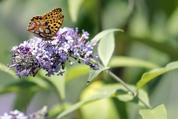 Malachite Butterfly (Siproeta stelenes)sucking the nectar of the flowers of a Buddleia (Buddleja alternifolia)