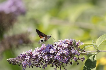 The sphinx of the gallium or sphinx hummingbird (Macroglossum stellatarum) sucking the nectar of the flowers of a Buddleia - Buddleja alternifolia