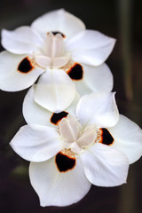 Fototapeta na wymiar African Iris Dietes Bicolor flower in full bloom