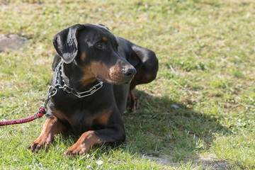 Portrait of a doberman dog living in Belgium