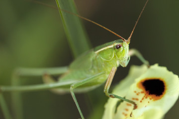 Grasshopper sitting on a Dietes flower bud