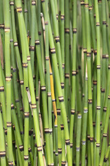 Fototapeta premium Bunch of clumping Japanese Horsetails growing in a garden