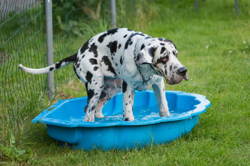 Portrait of a German mastiff dog living in Belgium