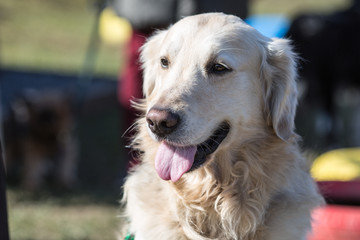 Portrait of a golden retrievers dog living in Belgium