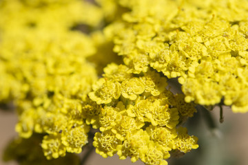 Bright yellow Yarrow flowerings blooming in a garden