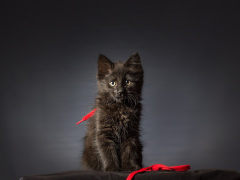 gattino nero con nastro rosso