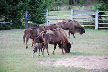 Wisent, Bison