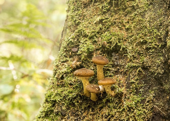 Mushroom, forest mushrooms, mushroom in the forest.